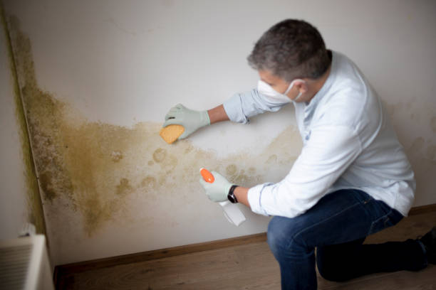 Asbestos and Lead Testing During Mold Inspection in Greentown, OH